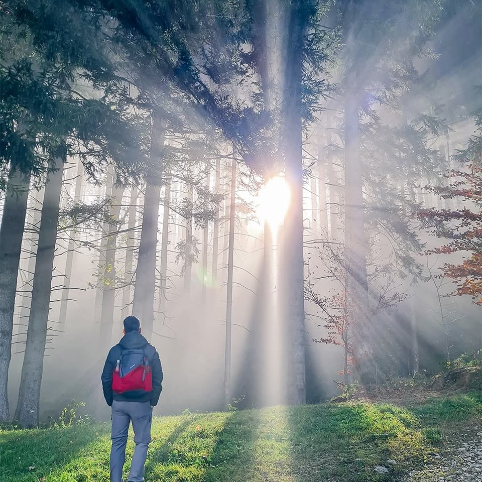 forest